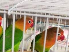 -清平路水族市场