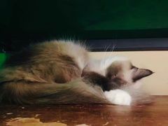 -猫咪博物馆(顶澳仔猫街店)