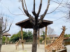-上海野生动物园