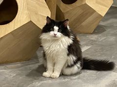 -楼上猫咖(罗湖店)