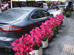 -溪岸路花鸟市场