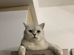 -喵百万·布偶·蓝金金渐层英短·猫舍(百子湾店)
