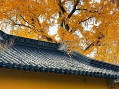 -金泽古镇