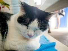 -Anne猫窝咖啡屋