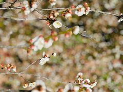 -梅花山(明孝陵内)
