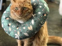 -喵屿·大理花园猫咖