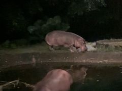 -夜间野生动物园