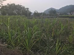 -红山村
