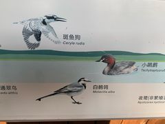 -福田红树林生态公园