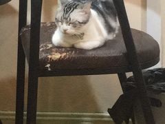 -李小姐の猫咖啡馆(五角场店)
