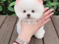 -小杨生煎(金山百联购物中心3楼店)