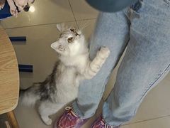 -平行世界·猫咖(首经贸店)