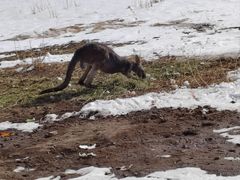 -新疆天山野生动物园