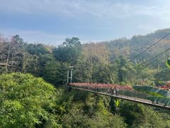-西双版纳原始森林公园