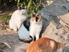 -扬州大运河文化旅游度假区·盆景园