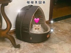 -宠爱国际动物医院· 猫科· 外科·中兽医(长白店)