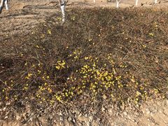 -永定河休闲森林公园