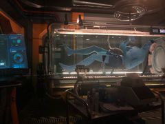 -奥兰多迪士尼动物王国乐园