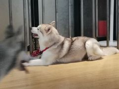 -Husky Go! 哈士奇体验馆·宠物咖啡厅狗咖
