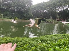 -广州长隆飞鸟乐园
