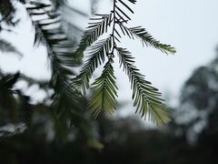 -国家植物园