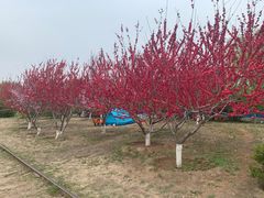 -永定河休闲森林公园