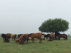 -塞罕坝国家级自然保护区