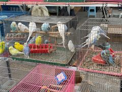 -中环花鸟鱼虫市场