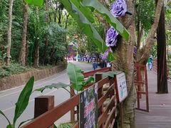 -西双版纳原始森林公园