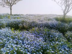 -花开海上生态园
