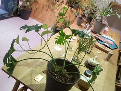 -柴务处·柴犬主题狗咖