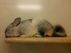 -龙猫仔乐园(惠福东路店)