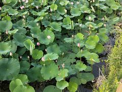 -羊亭河湿地公园