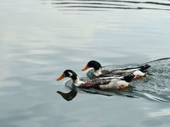 -杭州半山国家森林公园