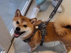 -宠福鑫康馨动物医院·骨科·眼科