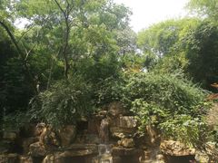 景点-成都大熊猫繁育研究基地