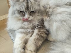 -Let's go狗咖·猫咖·奶狗·桌游(春熙路IFS店)