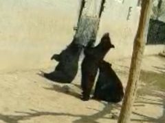 -石家庄市动物园