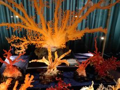 -绮丽珊瑚(台北101旗舰门市店)