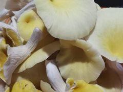 -仙蘑洞