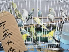 -哈尔滨道外花鸟鱼市场