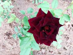 -大兴滨河森林公园