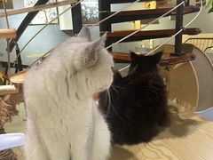 -豆逗聊愈猫阁Easy Life