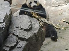 -小镇影院迪士尼小熊Duffy与他的朋友合影地