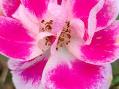 -桤木河湿地公园