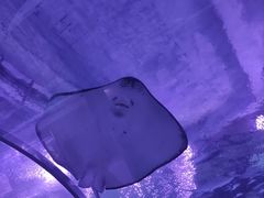 -海合安武汉极地海洋公园