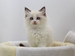 -Bastet sally猫舍购宠(静安店)