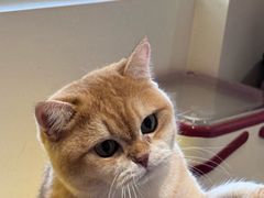 -有猫主题·治愈系猫咖(曾厝垵店)