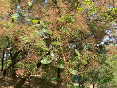 -北京鹫峰国家森林公园