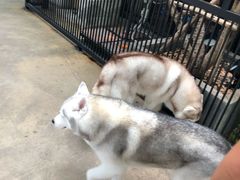 -TrueLove @ Neverland (Husky Cafe)